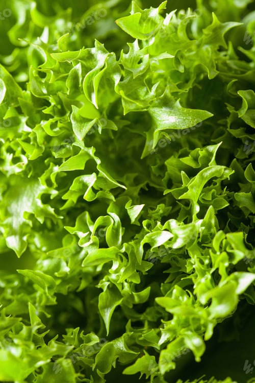Preview: fresh green salad leaf background