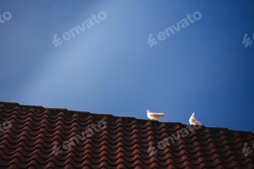 Preview: two white pigeons on the roof of the house with the blue sky. view from afar