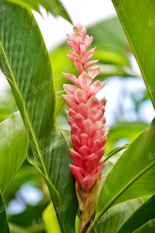Preview: An exotic jungle rainforest blooming torch ginger lily grows in a lush green leaf biodiverse setting
