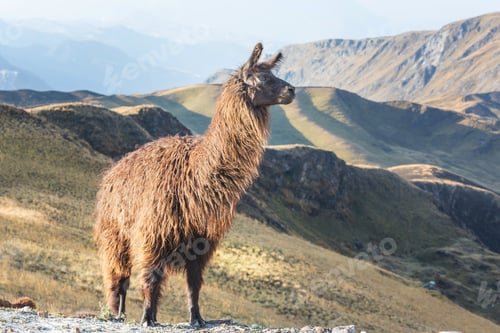 Preview: Llama