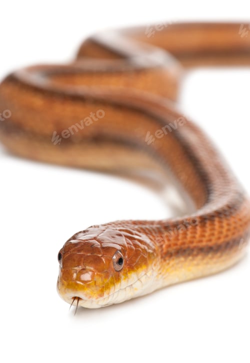 Preview: rat snake - elaphe obsoleta (4 years old)