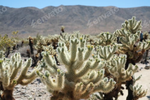 Preview: Traveling to California Joshua tree national park concept. cholla cactus background
