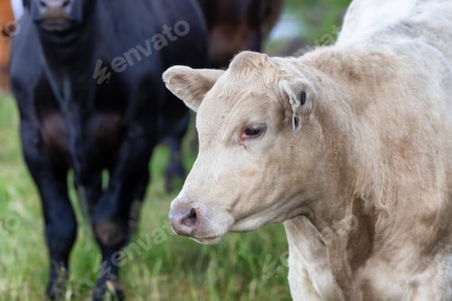 Preview: Cow in a green field. California