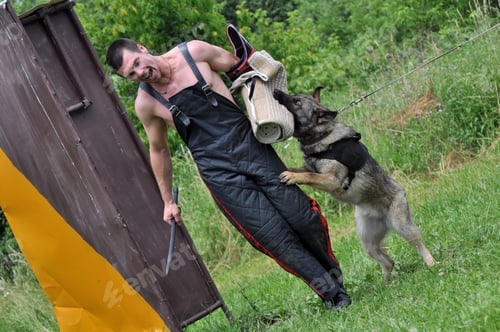 Preview: Dog Training
