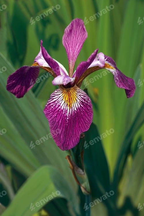 Preview: John Wood Blue Flag Iris (Iris Versicolor ‘John Wood’). Called Dagger Flower, Water Iris And Liver