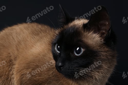 Preview: Adorable Thai cat on black background, closeup