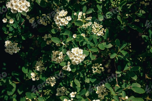 Preview: beautiful spirea flowers in sunlight