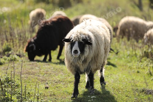 Preview: portret of sheep graze outside in the grass in the meadow. a herd of sheeps and rams.