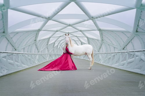 Preview: a white albino horse, with bleu eyes, Horse,