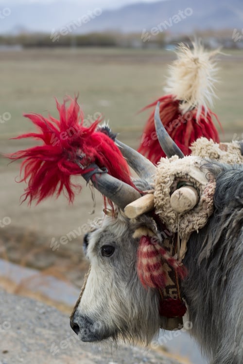 Preview: Tibetan yak with fields in the background