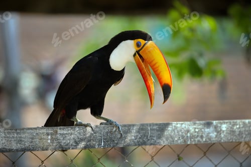 Preview: Shallow focus of aToco Toucan, Ramphastos toco bird standing on a metal fence