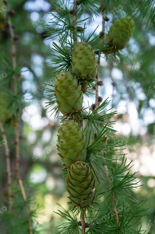 Preview: Bunches of young, green pine cones grow on the branches of trees, on a summer day