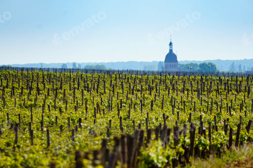 Preview: Vineyard in Cote de Beaune, Cote d'Or, Bourgogne, France