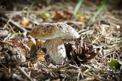 Preview: Boletus with cone at sunset