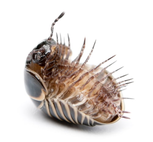 Preview: Glomeris marginata. Is a common European species of pill millipede