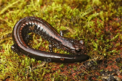 Preview: Closeup on an adult endangered Del Norte Salamander , Plethodon elongatus, North California