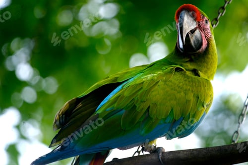 Preview: Closeup of a green tropical parrot perched on a tree branch
