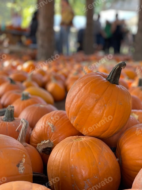Preview: Pumpkin