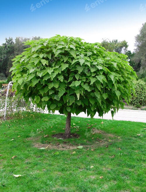 Preview: green tree