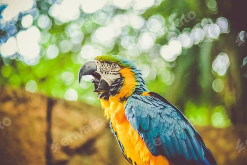 Preview: bird, parrot, Scarlet, Macaw