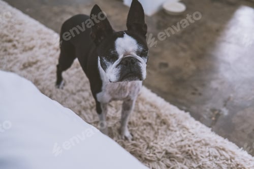 Preview: Dog Closing Her Eyes