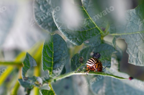 Preview: Colorado potato beetle Leptinotarsa decemlineata crawling on potato leaves