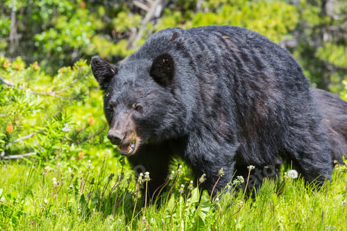 Preview: Black bear