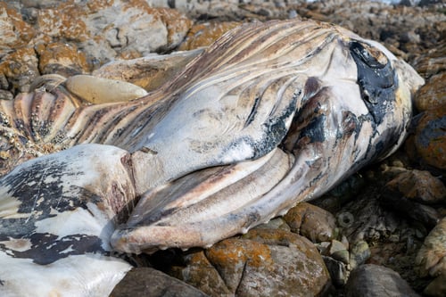 Preview: Beached humpback whale seen between rocks