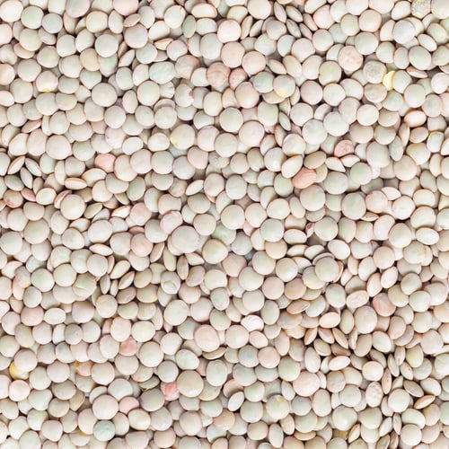 Visualização: Lentilhas verdes secas não cozidas, vista superior, quadrada