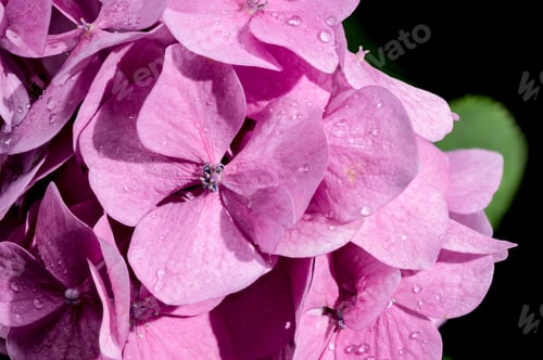 Preview: Close-Up of Pink Hydrangea Flowers with Water Droplets
