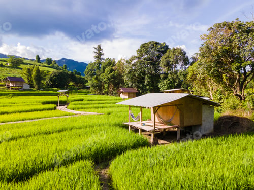 Preview: Terraced Rice Field in Chiangmai, Royal Project Khun Pae Northern Thailand