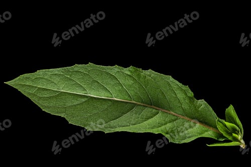 Preview: Leaf close up of Oenothera biennis, weedy evening primrose, Isolated on black background
