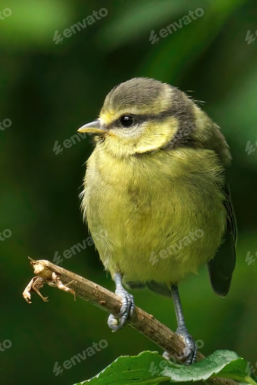 Preview: Closeup shot of the Juvenile Blue Tit perched on a piece of wood