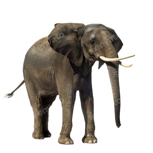 Preview: Elephant