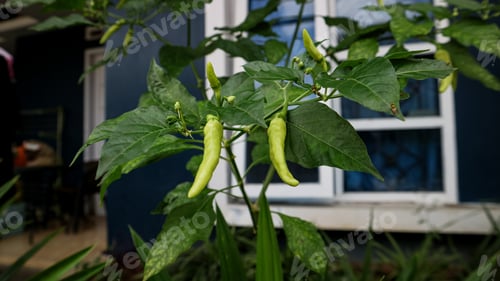 Preview: Planting red chili peppers in the backyard