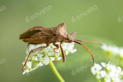 Preview: Insect perched on a flower, displaying its extended wings