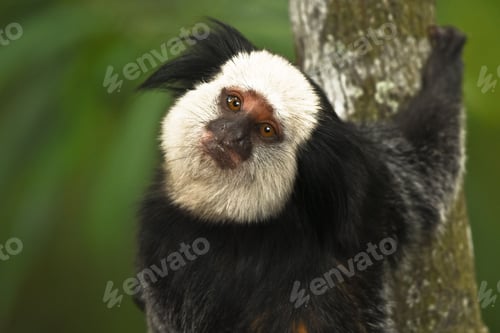 Preview: Close-up of a black-tufted marmoset clinging to a tree in its natural habitat.