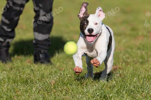 Preview: American bulldog running after a ball