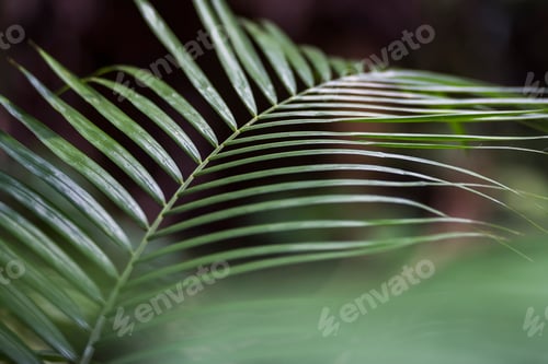 Preview: Jungle at Gunung Leuser National Park, Bukit Lawang, North Sumatra, Indonesia, Asia, background with