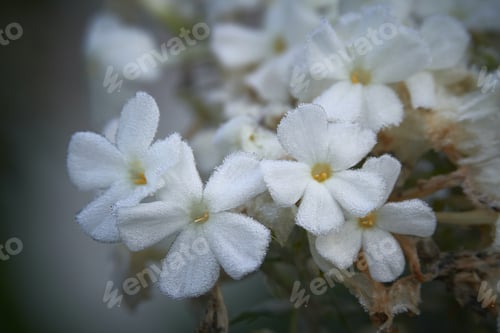Preview: White phlox paniculata in hoarfrost.