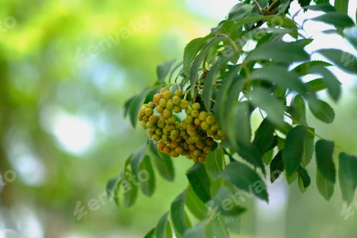 Preview: A rowanberry branch, green, berries, nature, natural, naturopathy, natural remedy