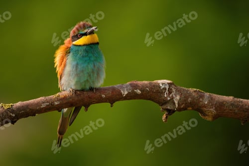 Preview: European Bee-Eater - Merops Apiaster on a branch , exotic colorful migratory bird