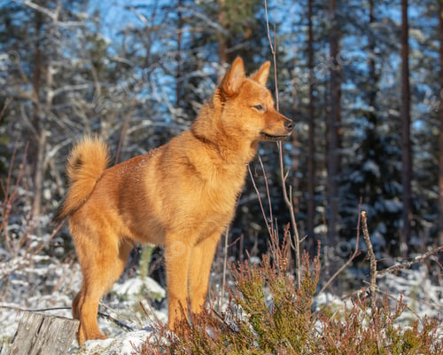 Preview: Spitz puppy standing in boreal forest on a sunny winter day