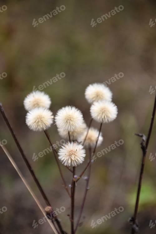 Preview: tsuwa japanese silverleaf seed head in autumn