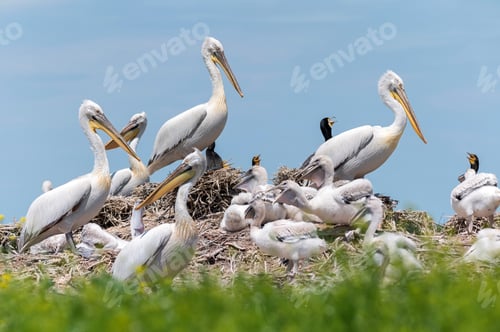 Preview: Dalmatian pelican or Pelecanus crispus on their nest colony