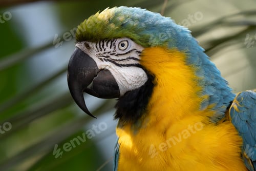Preview: Blue and Yellow Macaw