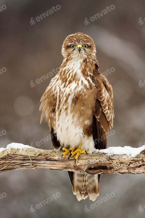 Preview: Common buzzard sitting on a branch and looking with into camera with interest