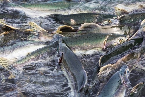 Preview: Salmon spawning