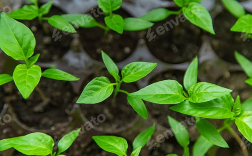 Preview: Pepper seedlings on the windowsill. Selective focus.