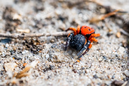 Preview: Ladybird spider or Eresus kollari close
